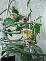 Ceropegia haygarthii ssp distincta 1